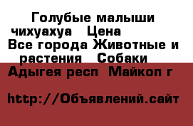 Голубые малыши чихуахуа › Цена ­ 25 000 - Все города Животные и растения » Собаки   . Адыгея респ.,Майкоп г.